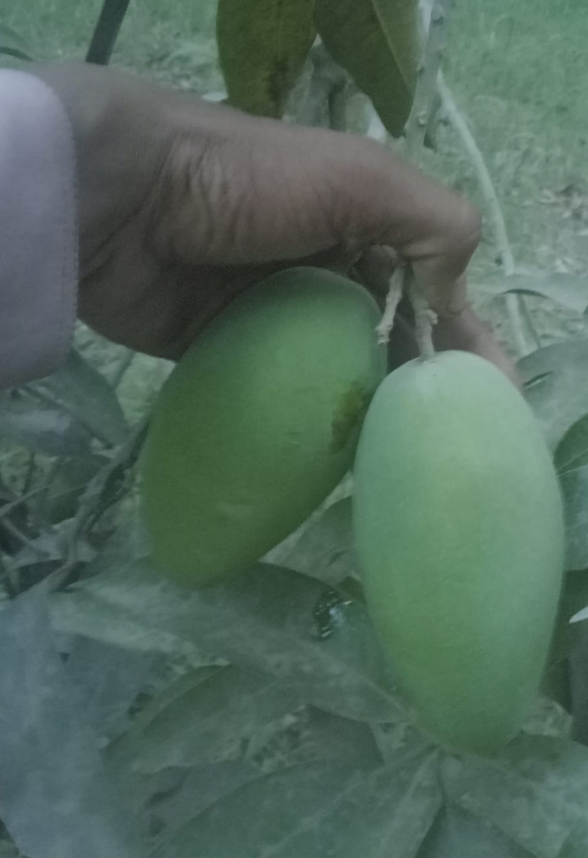 Export Doseri Mango
