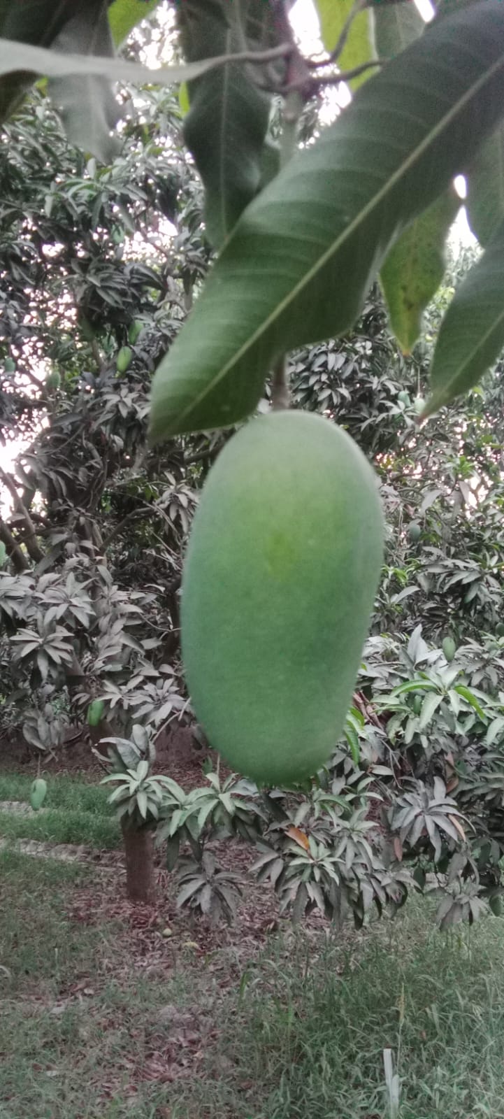 Export Doseri Mango
