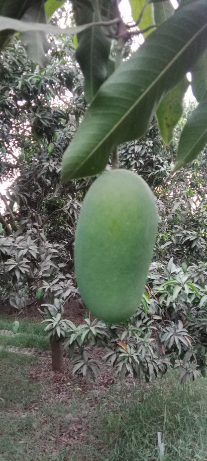 Export Doseri Mango