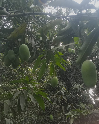 Export Doseri Mango