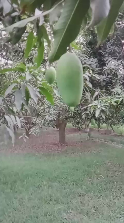 Export Doseri Mango